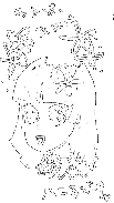 Illust